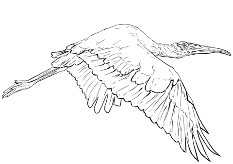 Wood Stork In Flight Coloring Page